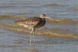 Far Eastern Curlew